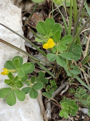 Lotus peregrinus