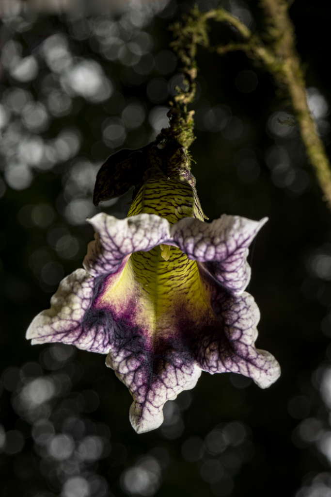 chalice vines
