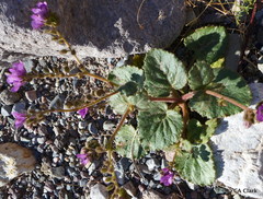 Phacelia calthifolia