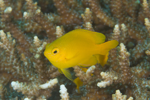 Lemon Damsel, photo 3 of 10
