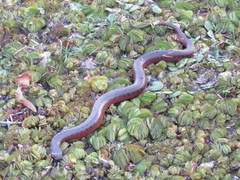 Helicops leopardinus