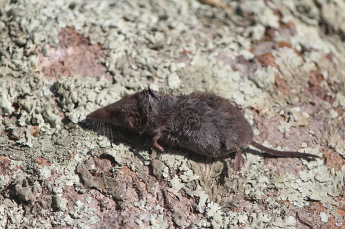 Berlandier's Least Shrew