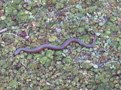 Helicops leopardinus