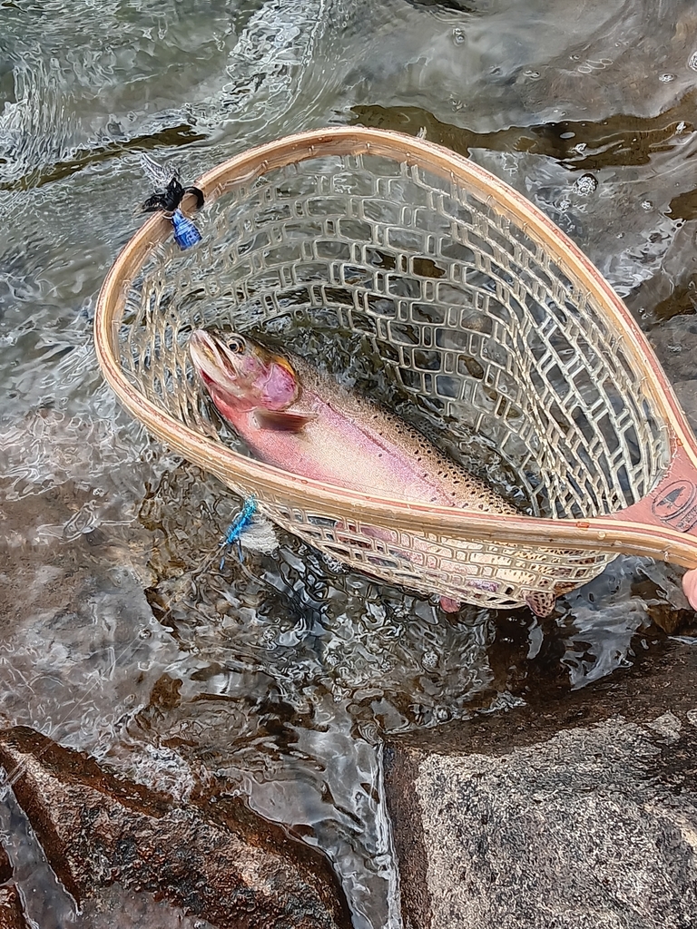 Cutthroat Trout In September 2023 By Matthew L Hughes INaturalist   Large 