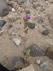Phacelia calthifolia