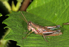 Propedies fusiformis