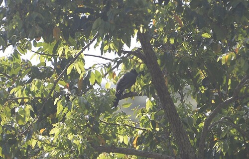 South Melanesian Cuckooshrike (Coracina caledonica), photo 8