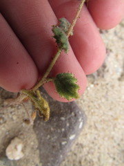 Phacelia calthifolia