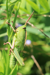 Staleochlora viridicata