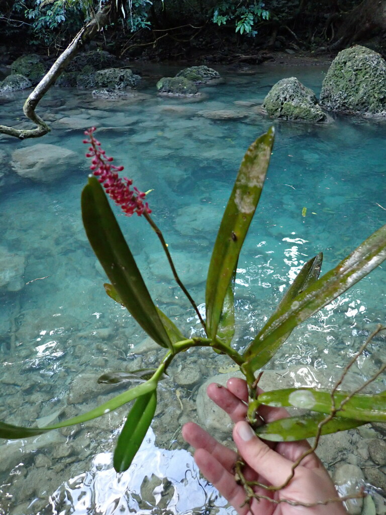 Robiquetia bertholdii