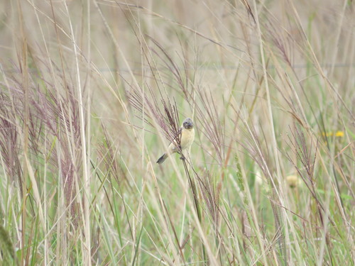Sporophila iberaensis
