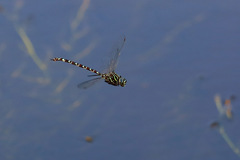 Austroaeschna pinheyi