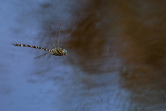 Austroaeschna pinheyi