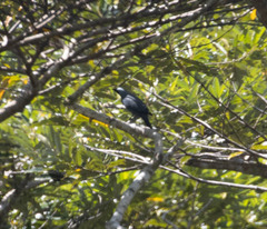 Boyer's Cuckooshrike photo 3