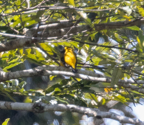 Golden Cuckooshrike (Campochaera sloetii), photo 4