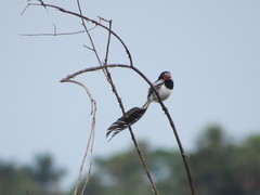 Alectrurus risora