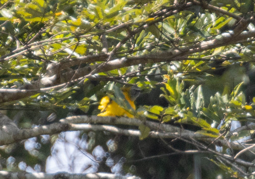 Golden Cuckooshrike (Campochaera sloetii), photo 3