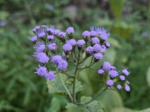 Conoclinium coelestinum