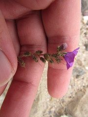 Phacelia calthifolia