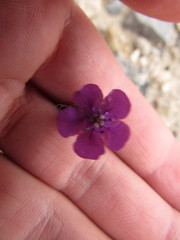 Phacelia calthifolia
