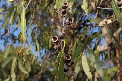 Image of Corymbia dallachiana by (c) Greg Tasney, some rights reserved (CC BY-SA)