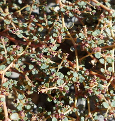 Euphorbia parishii