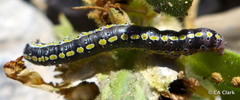 Sympistis perscripta