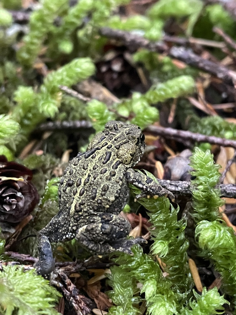 Western Toad in September 2023 by Christina Woolf · iNaturalist