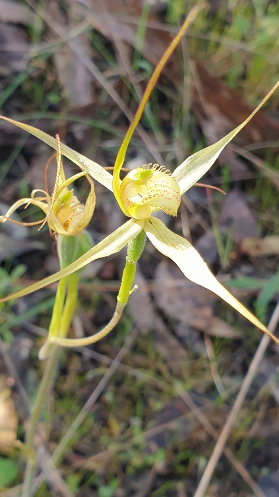 Caladenia brumalis