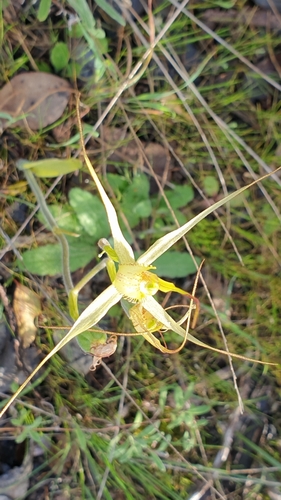Image of Caladenia brumalis by (c) Rosalie Lawrence, some rights reserved (CC BY)