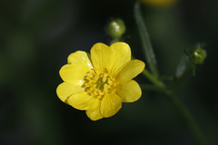 Ranunculus canus
