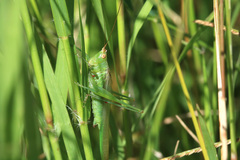 Conocephalus longipes