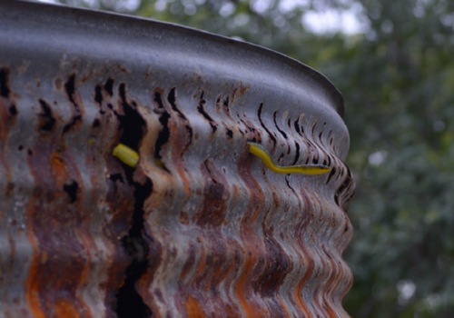 Common Tree Snake sighting