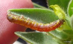 Sympistis perscripta