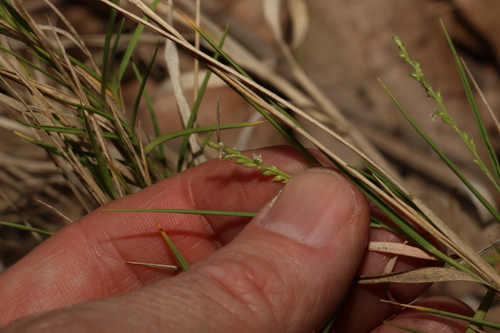 Image of Setaria brownii by (c) Greg Tasney, some rights reserved (CC BY-SA)