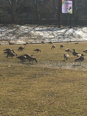 Branta canadensis