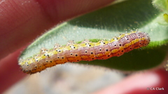 Sympistis perscripta