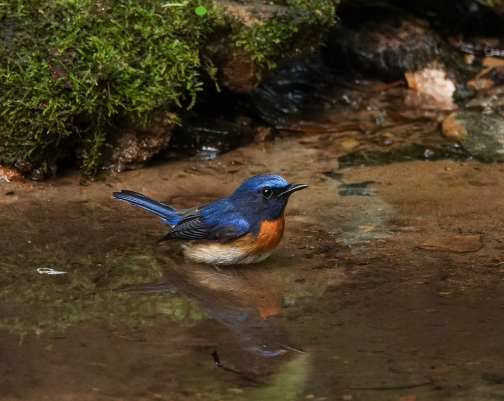 Blue-Throated Blue Flycatcher