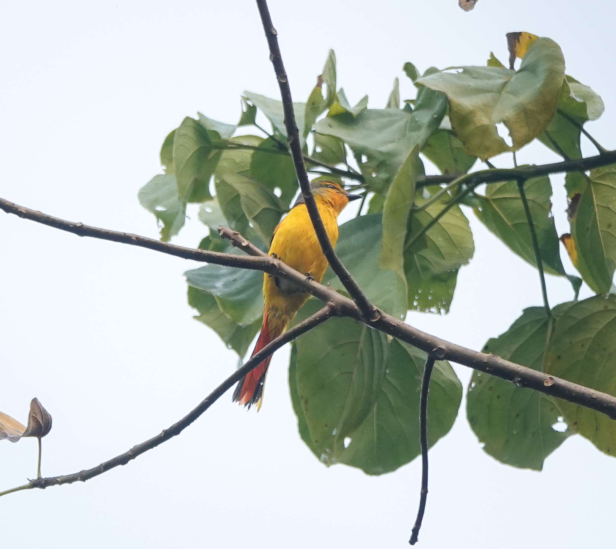Short-billed Minivet (Pericrocotus brevirostris), photo 6