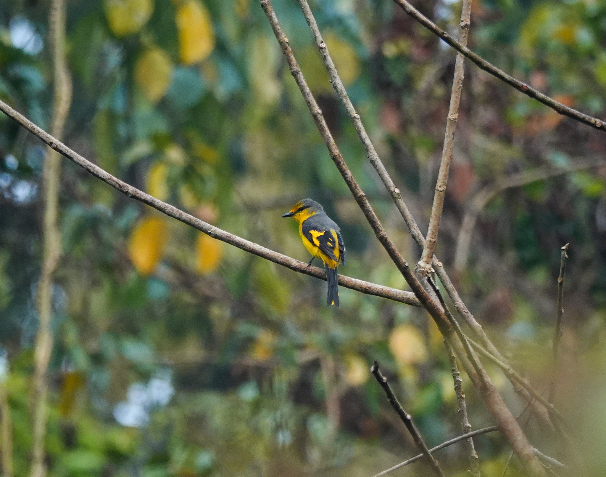 Short-billed Minivet (Pericrocotus brevirostris), photo 5