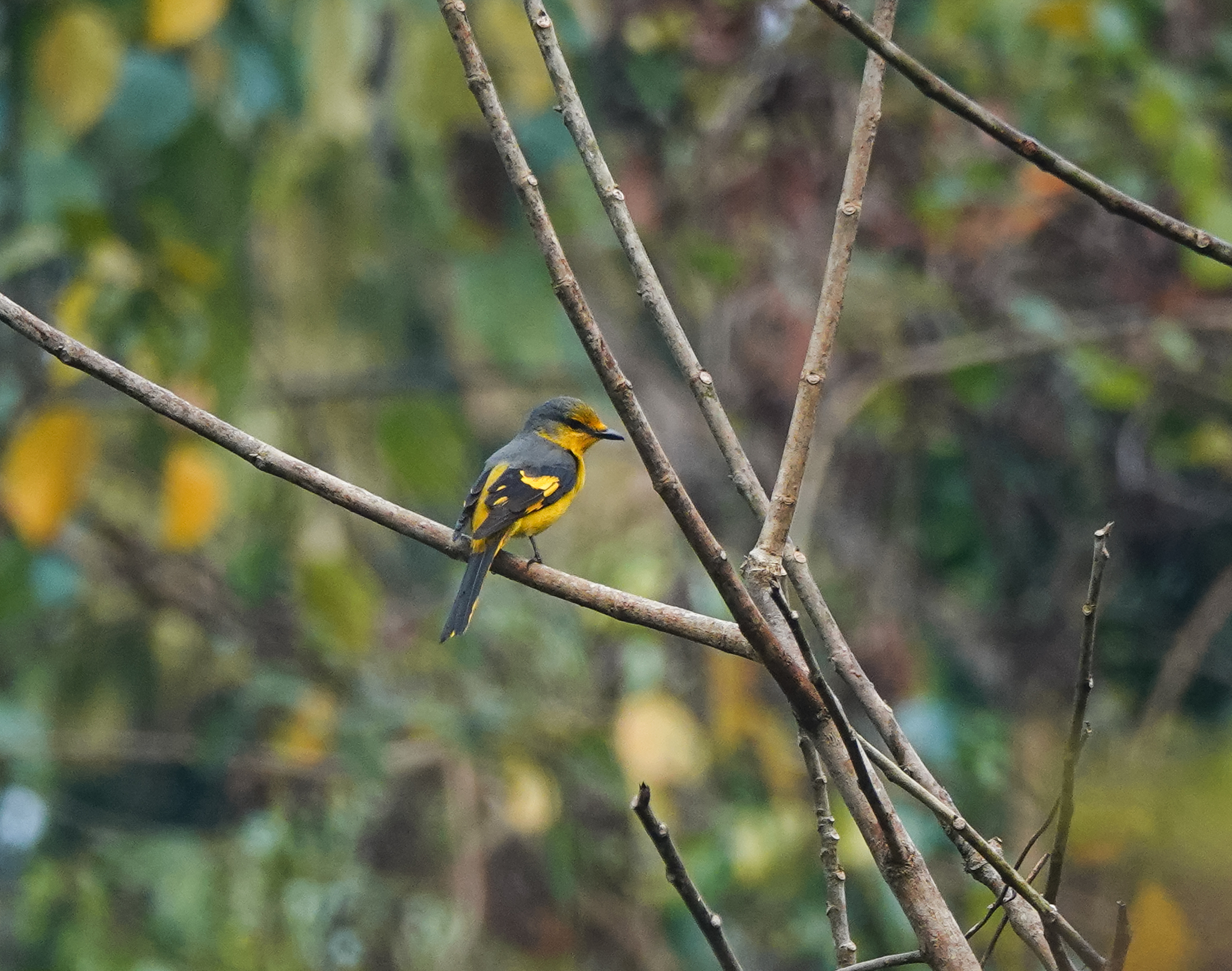 Short-billed Minivet (Pericrocotus brevirostris), photo 7