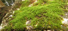 Schlotheimia