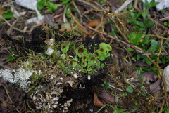 Solorina saccata