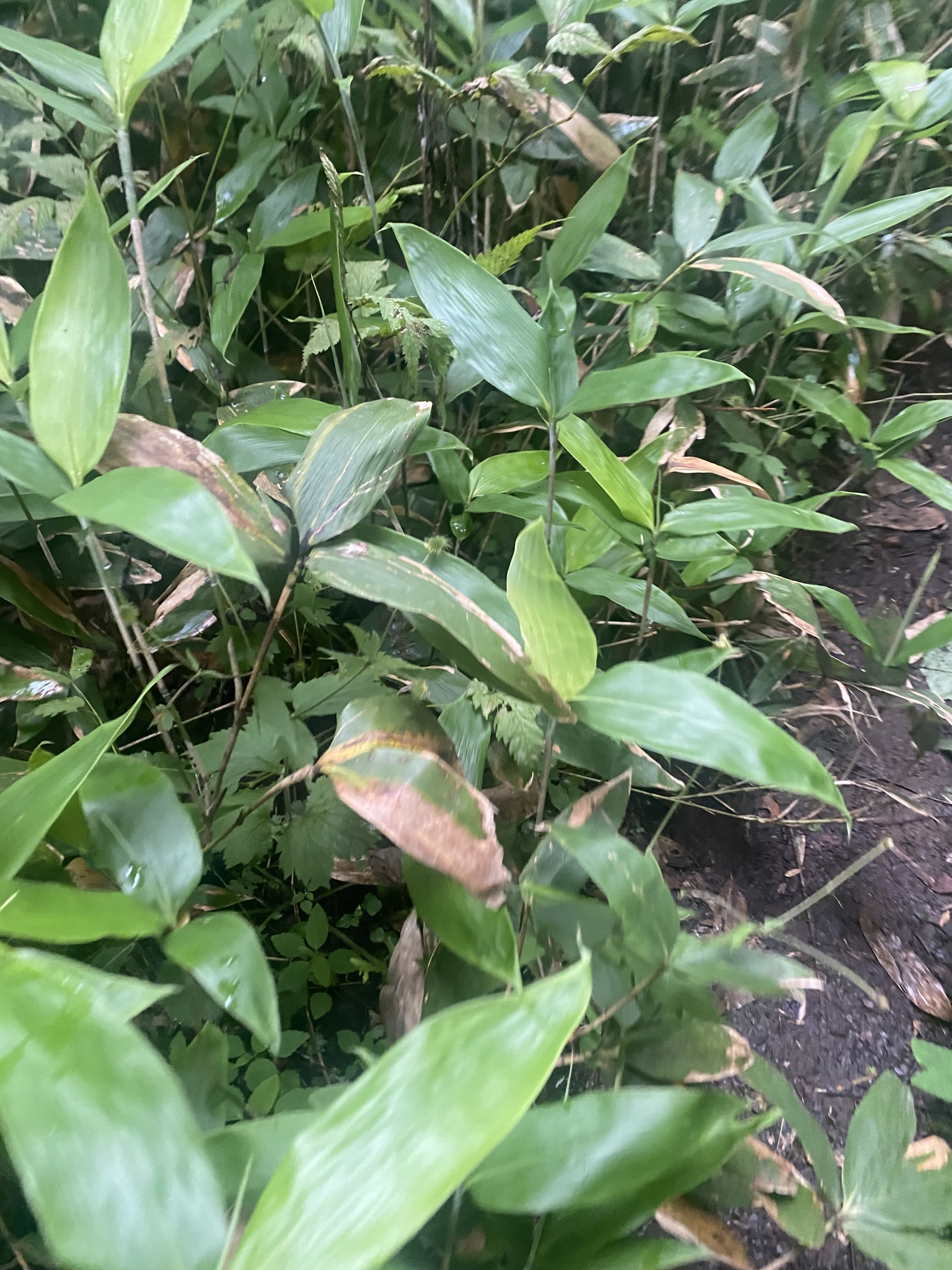 Kuril Bamboo (Sasa kurilensis)