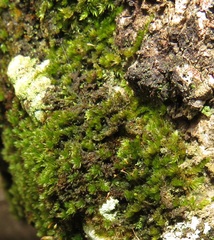 Schlotheimia
