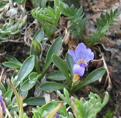 Primula angustifolia