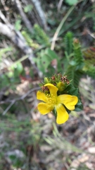 Hypericum mexicanum