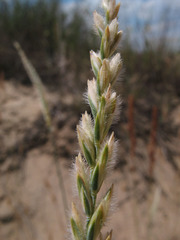 Agropyron tanaiticum