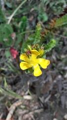 Hypericum mexicanum