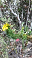 Hypericum mexicanum